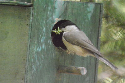 Close-up of bird perching on wood