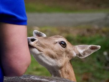 Close-up of hand holding deer