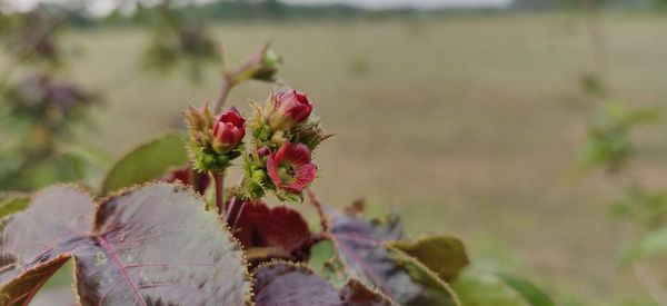 Close-up of red flowering plant