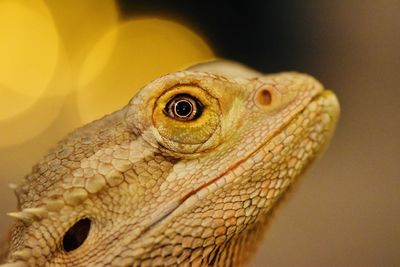 Close-up of lizard