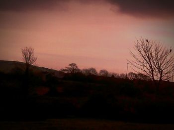 Silhouette of bare trees at sunset
