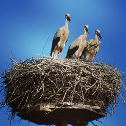 Birds in nest against clear blue sky
