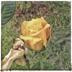 Close-up of yellow rose blooming outdoors