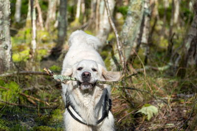 Golden retriever running through a swamp with a stick in her mouth