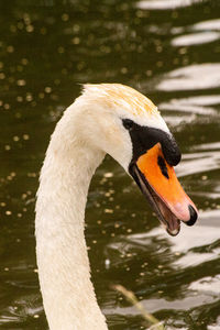 Close-up of swan swimming in lake