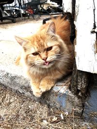 Portrait of cat sitting outdoors