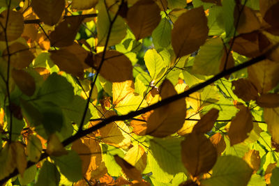 Close-up of fresh green plants