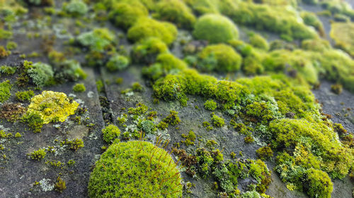 Close-up of fresh green tree