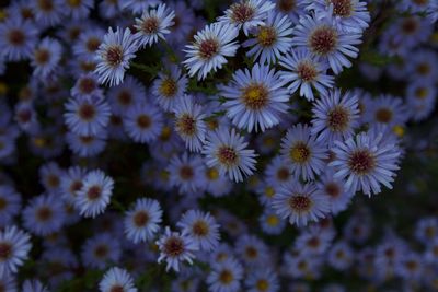 Close-up of white flowering plants