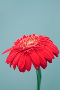 Close-up of red daisy against blue background
