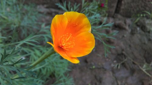 High angle view of orange flower blooming in field