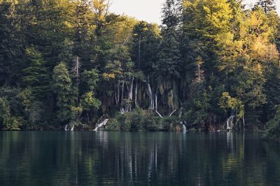 Scenic view of lake in forest