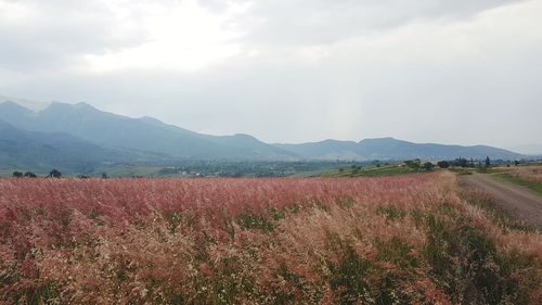 Scenic view of field against sky