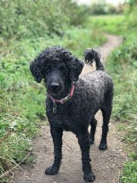 Portrait of black dog on footpath