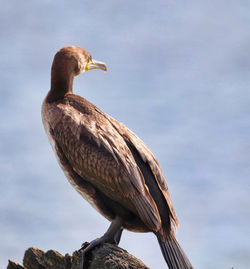 Close-up of bird perching on wood against sky
