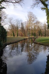 Reflection of trees in water