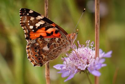 Close-up of butterfly pollinating on flower