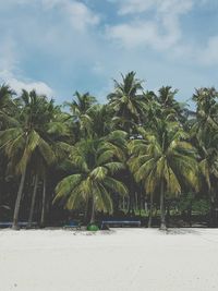 Palm trees on beach against sky