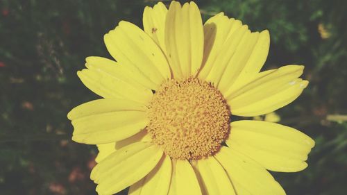 Close-up of yellow flower