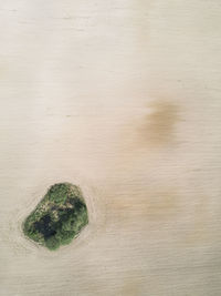 Aerial view of trees on land