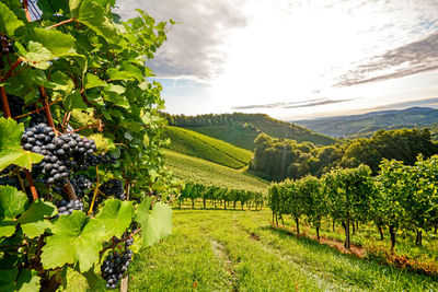 Scenic view of agricultural field against sky