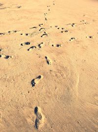 High angle view of crab on sand at beach