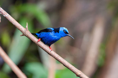 Red-legged honeycreeper - cyanerpes cyaneus perching on a branch