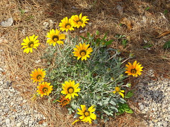 High angle view of yellow flowers blooming on field