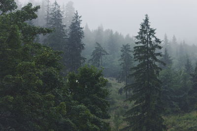 Pine trees in forest against sky