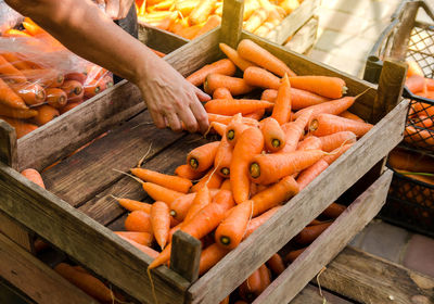 The farmer packs the fresh crop of carrots into bags for sale. freshly harvested carrot. 