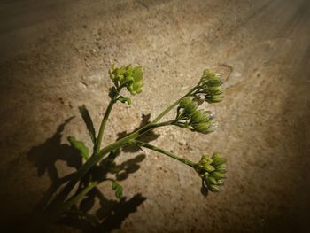 Close-up of plant