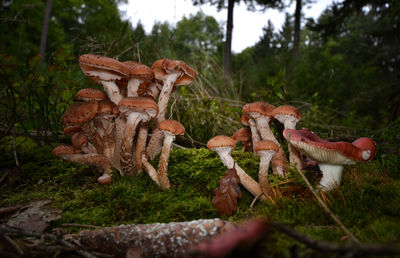 Close-up of mushrooms growing on field