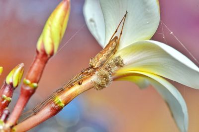 Close-up of spider on flower