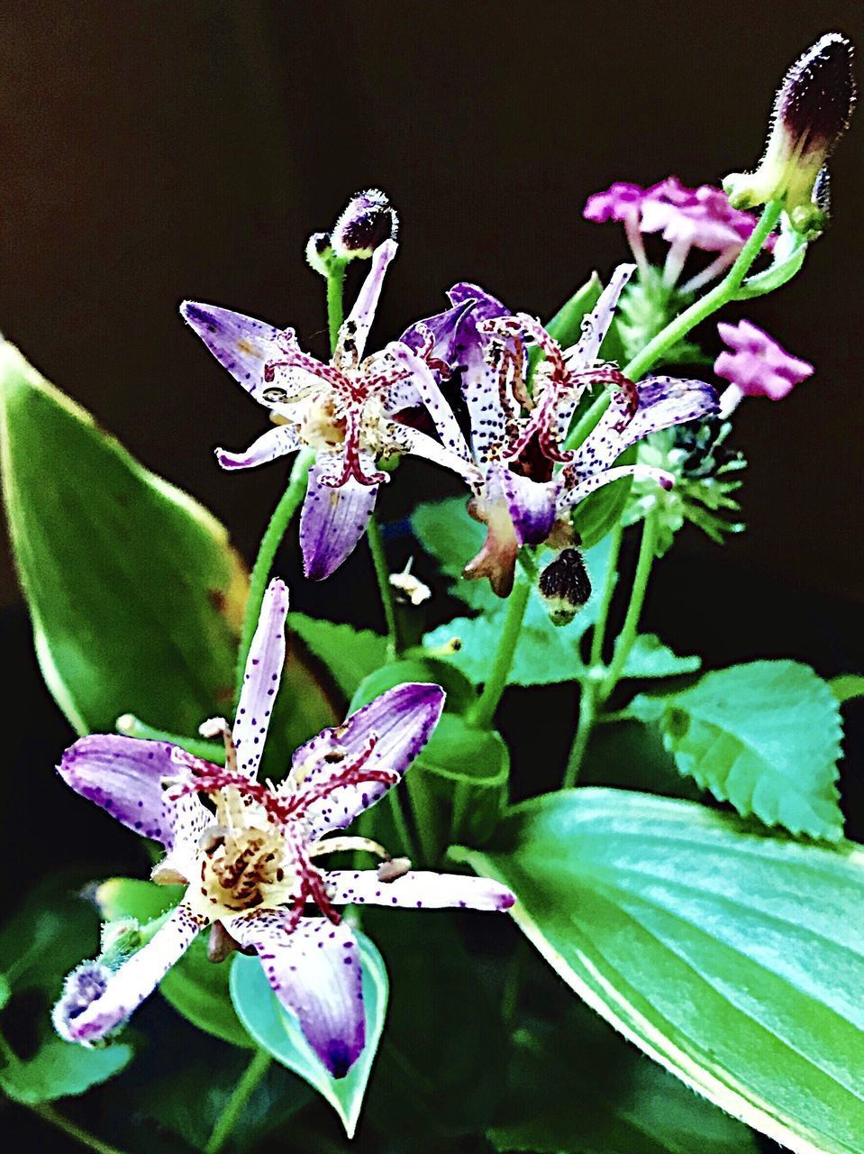 CLOSE-UP OF INSECT POLLINATING ON FLOWER