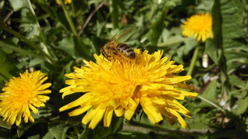 Close-up of bee pollinating on yellow flower