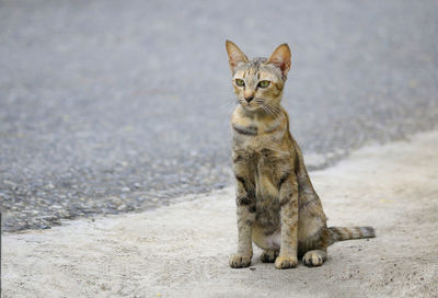 Portrait of cat sitting on land