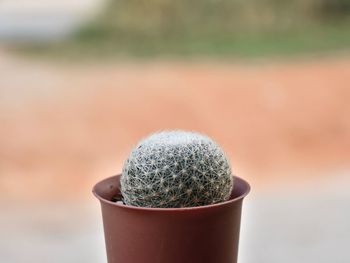 Close-up of potted cactus plant outdoors