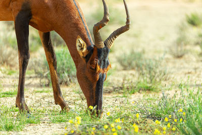 View of a horse grazing in field