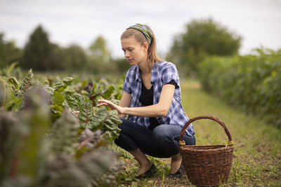 Young woman working as vegetable grower or farmer in the field