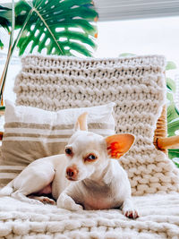 Dog sitting on sofa at home