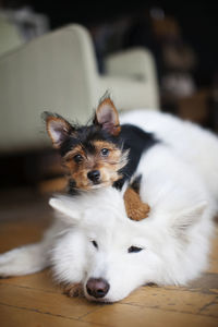 Yorkshire terrier and pomeranian lying on floor at home