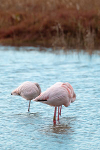 Birds in lake