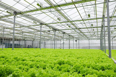 Greenhouse plantation with lettuce greenery. concept for industrial agriculture. rows of plant 