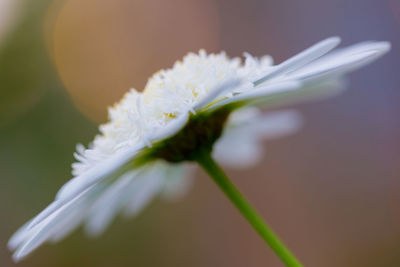 Close-up of white flowering plant