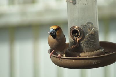 Close-up of bird perching on feeder