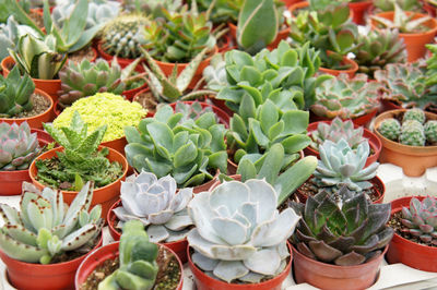 High angle view of succulent plants in market for sale