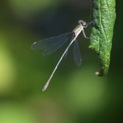 Close-up of insect on leaf
