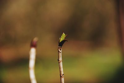 Close-up of plant against blurred background