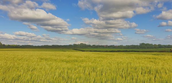 Scenic view of agricultural field against sky