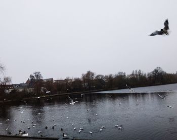 Birds flying over lake against clear sky